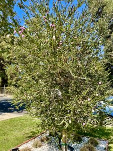 Melaleuca nesophila | Online Flower Garden