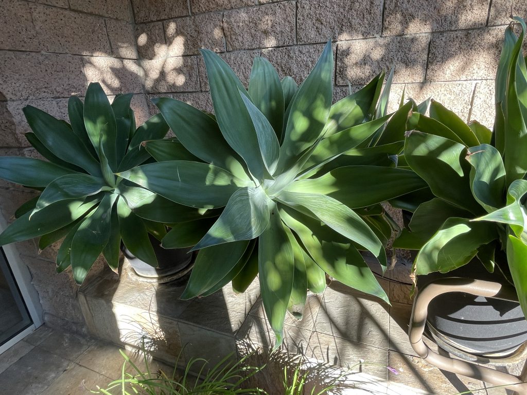 Agave attenuata