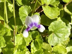 Viola hederacea, | Online Flower Garden
