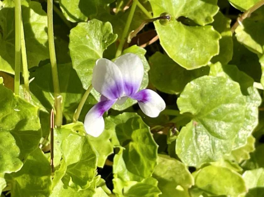 Viola hederacea,