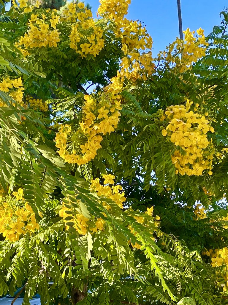 Cassia leptophylla