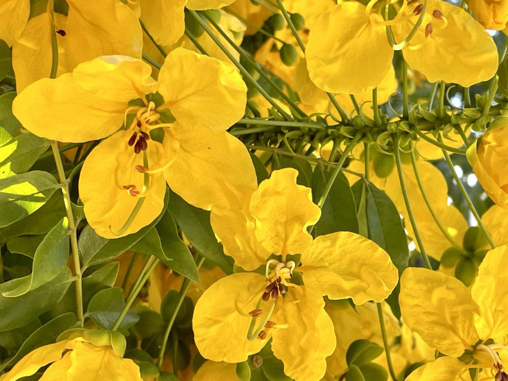 Cassia leptophylla