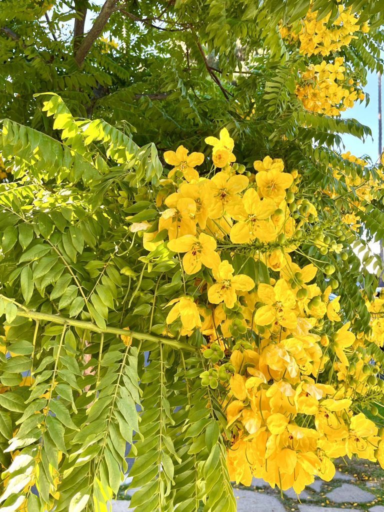 Cassia leptophylla