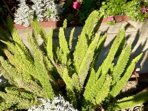 Asparagus densiflorus | Online Flower Garden