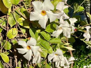 Mandevilla boliviensis