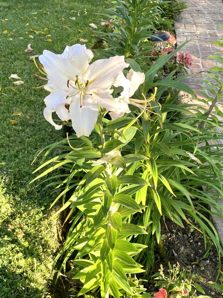lilium-candidum-6120 | Online Flower Garden Lilium candidum or Madonna Lily