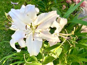 Lilium candidum | Online Flower Garden