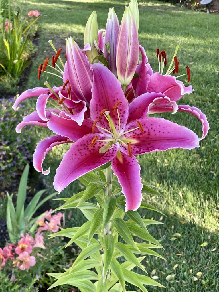 Lilium 'Star Gazer'