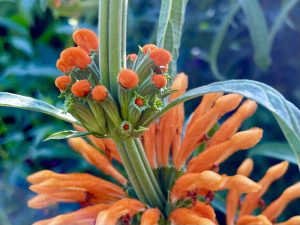 Leonotis leonurus