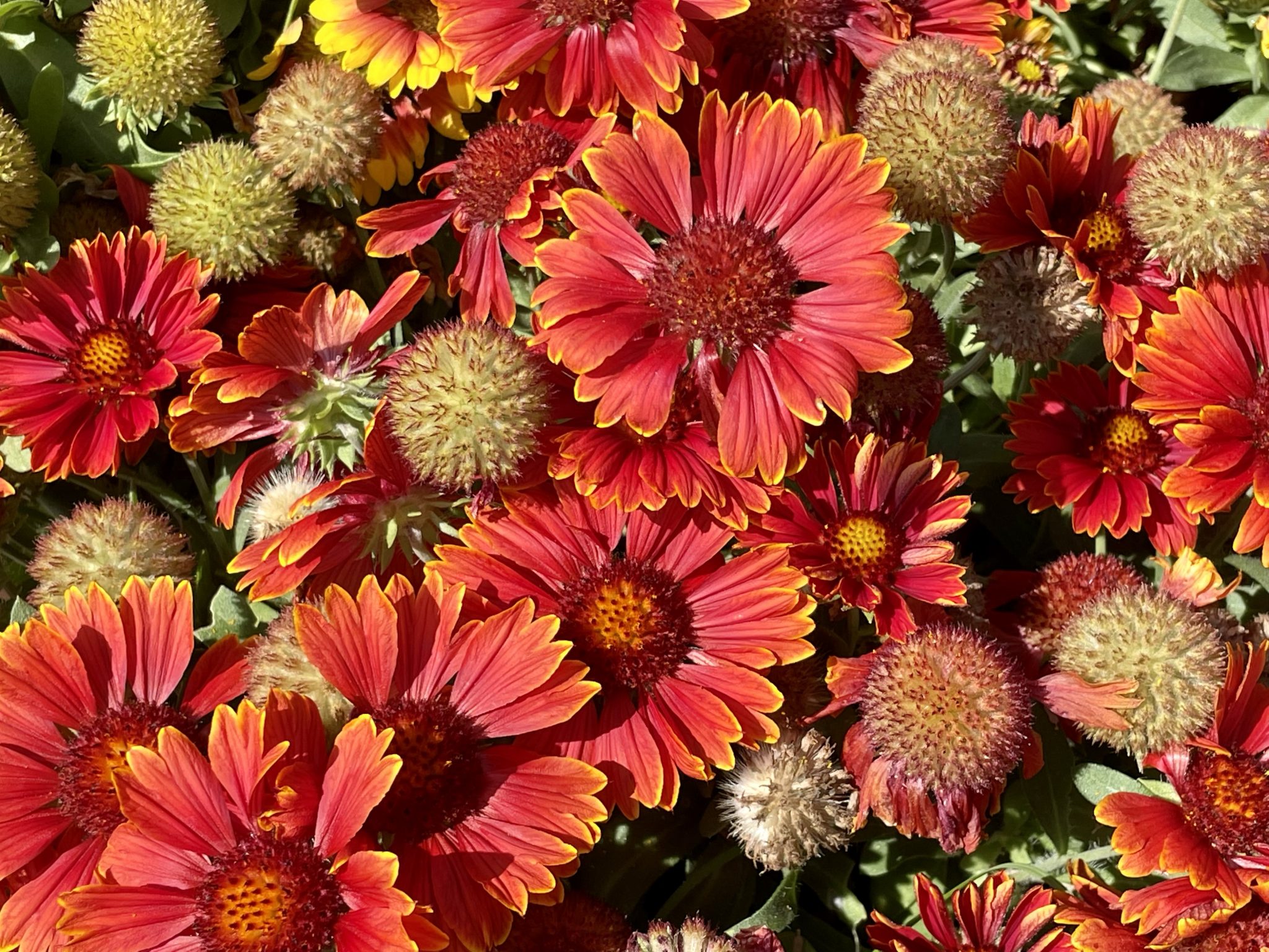 Blanket Flower or Gaillardia aristata 'Spintop Yellow Touch'