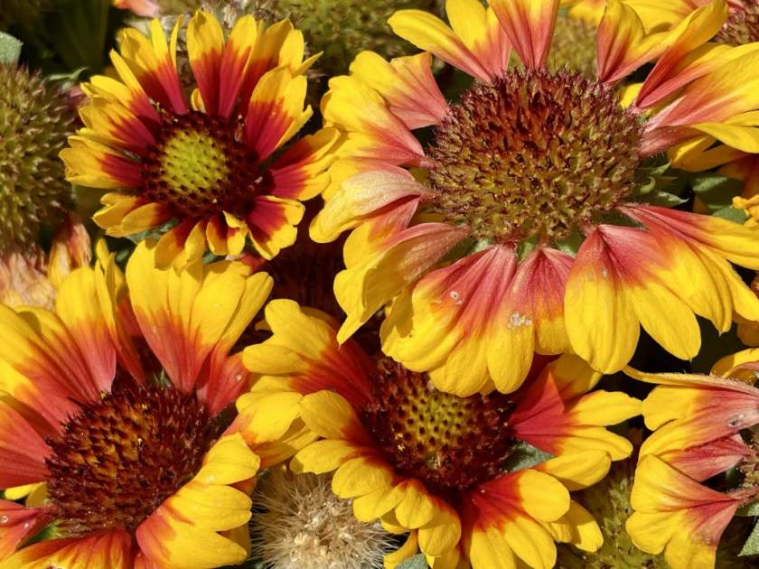 Gaillardia aristata 'Spintop Red Starburst'