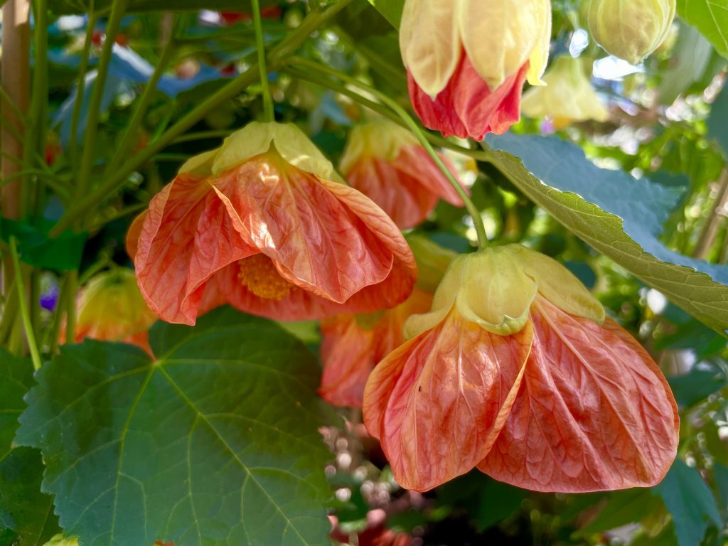 Abutilon-Victor-Reiter-6207 | Online Flower Garden Abutilon 'Victor Reiter'