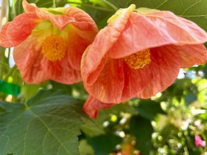 Abutilon 'Victor Reiter'
