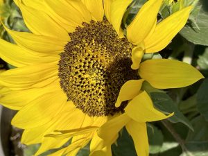 Helianthus Sunsation® Flame | Online Flower Garden