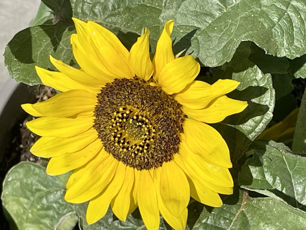 Helianthus Sunsation® Flame | Online Flower Garden