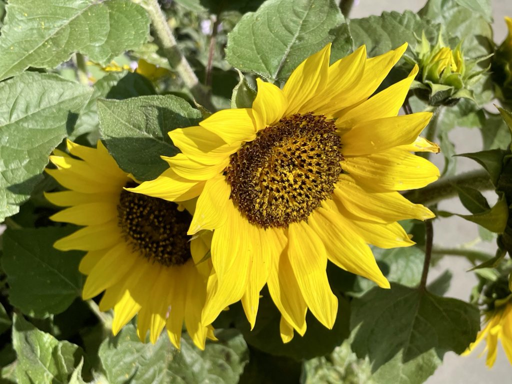 Helianthus Sunsation® Flame | Online Flower Garden