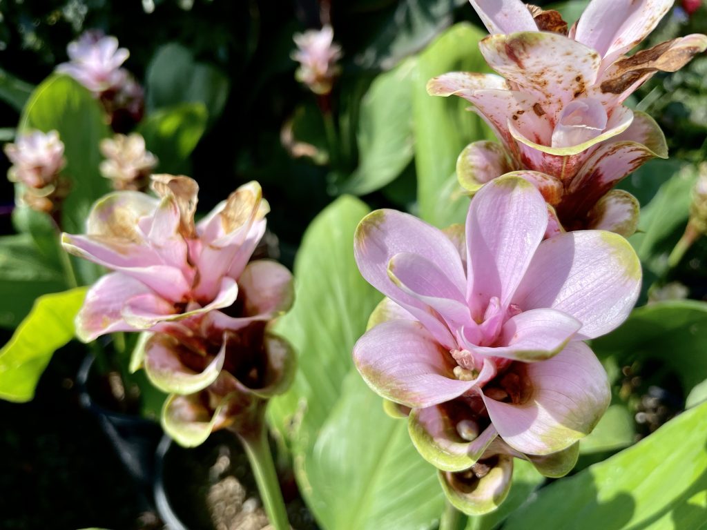 Zingiberaceae Curcuma ‘Maetang No 1’