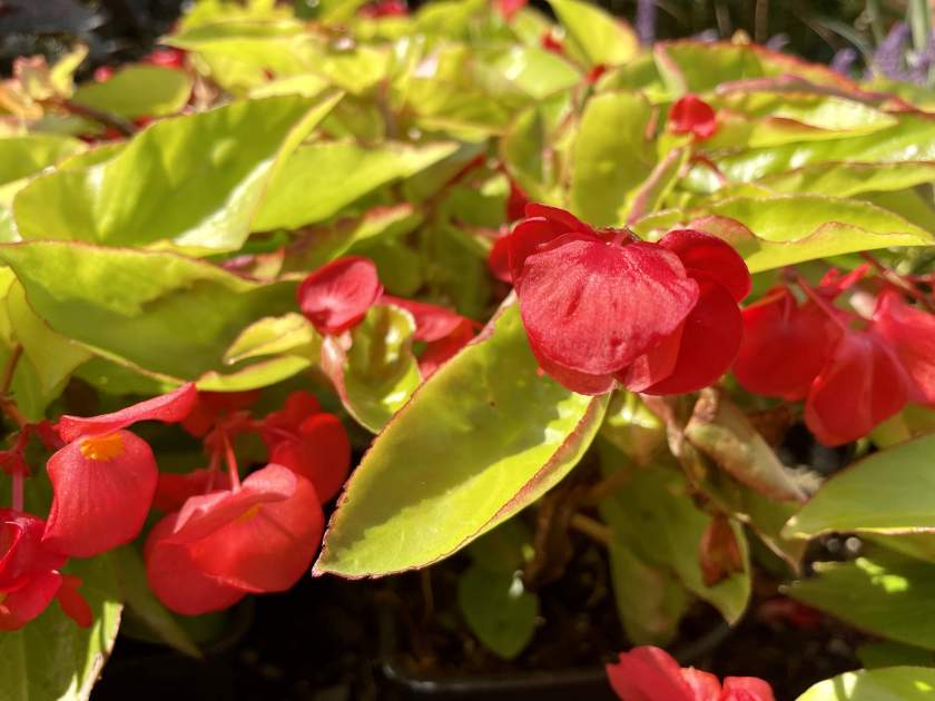 Begonia 'Canary Wings'