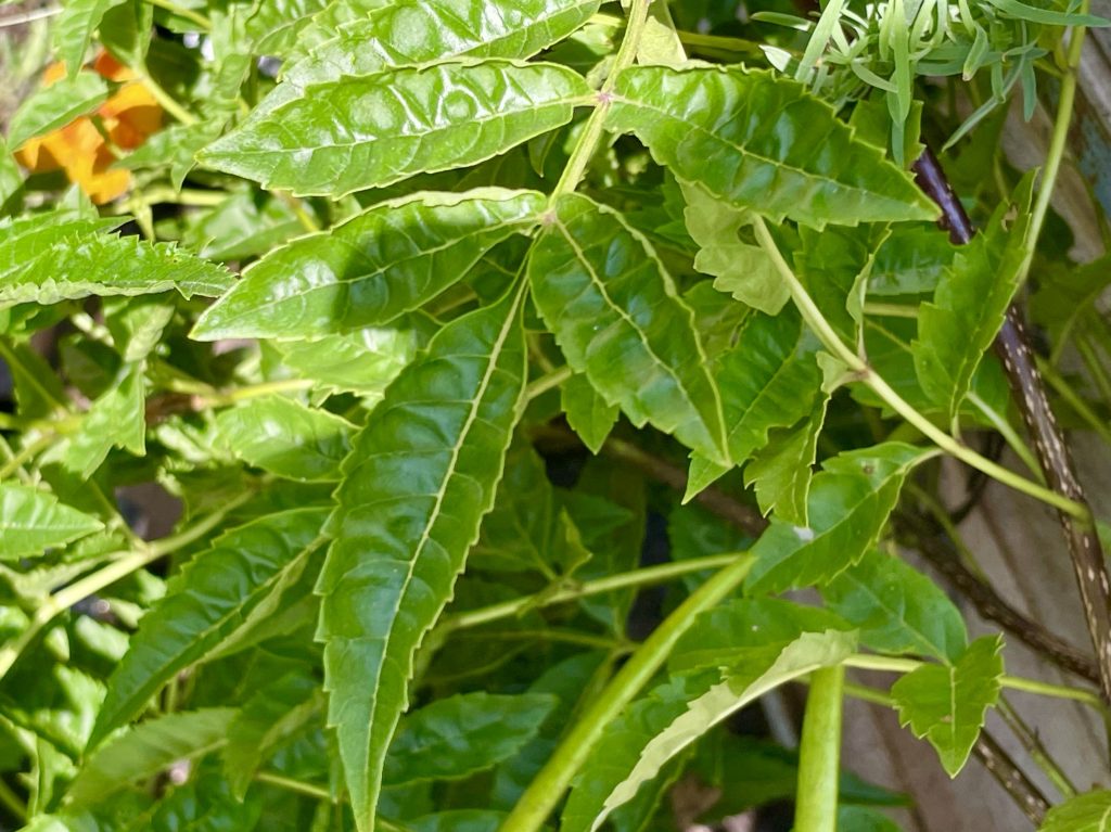 Tecoma 'Oompa Loompa'