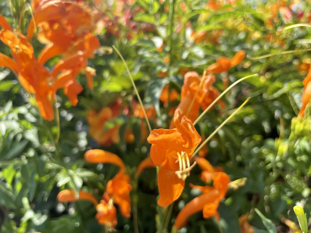 Tecomaria capensis 'Cape Town™ Orange'