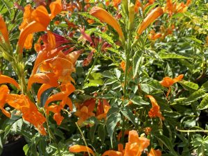 Tecomaria capensis 'Cape Town™ Orange'