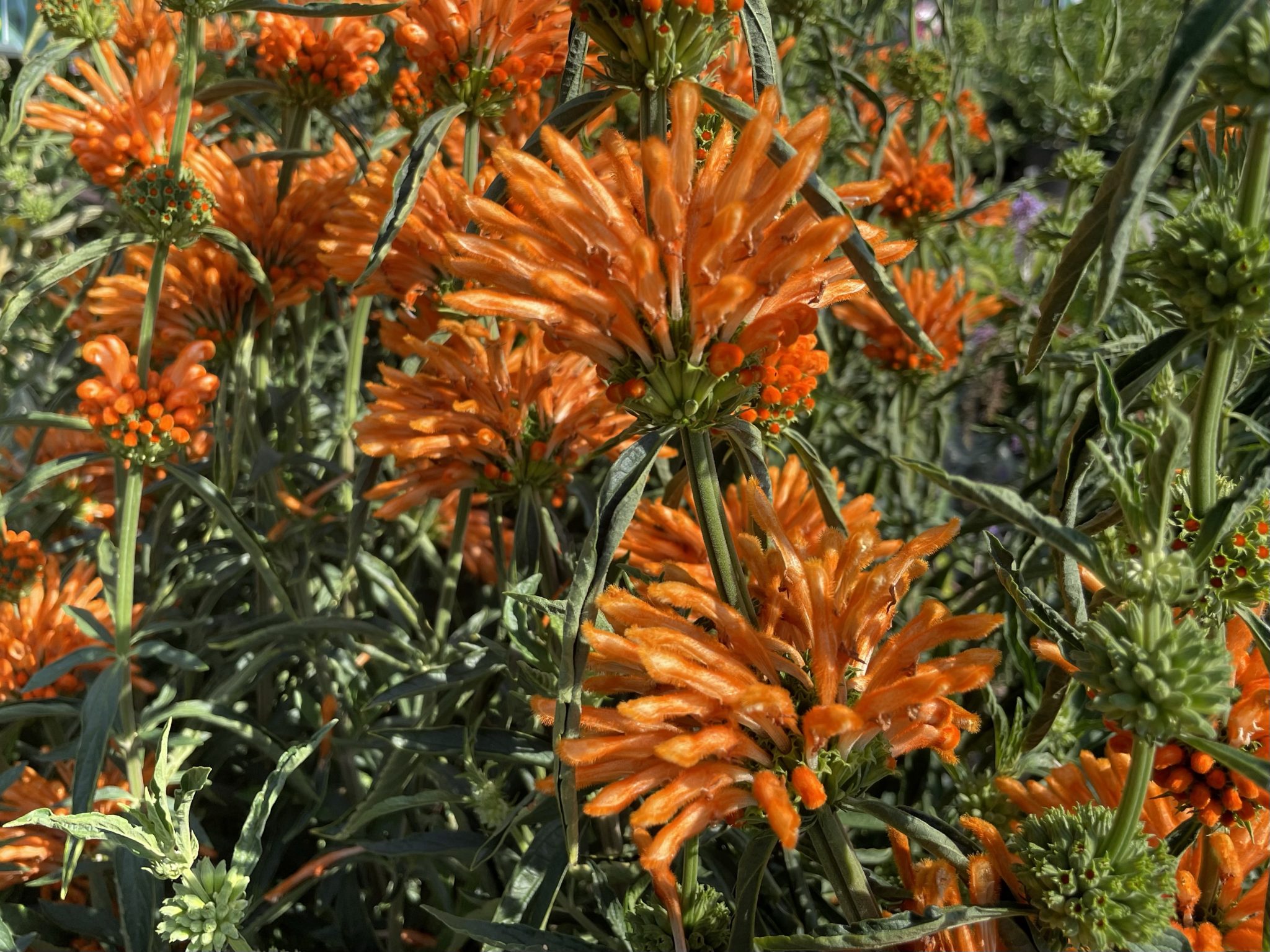 Leonotis leonurus or Lion's Tail | Online Flower Garden
