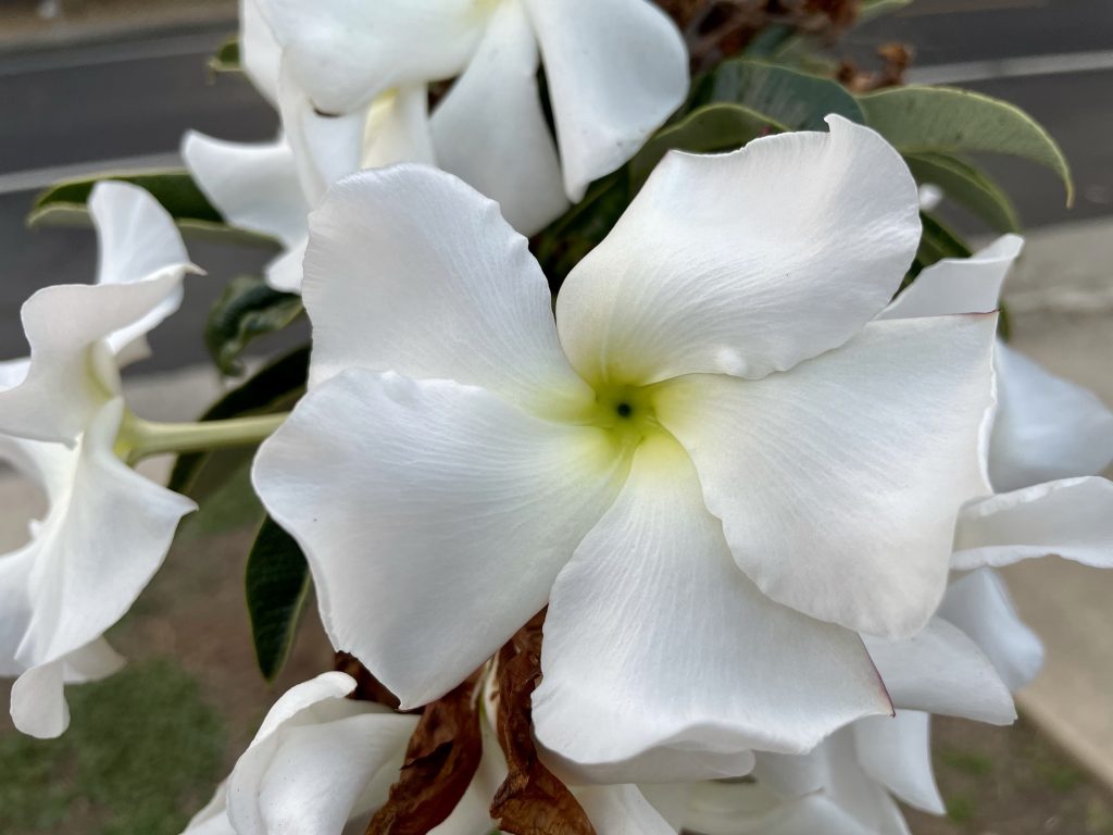 Pachypodium-lamerei-6326 | Online Flower Garden Pachypodium lamerei