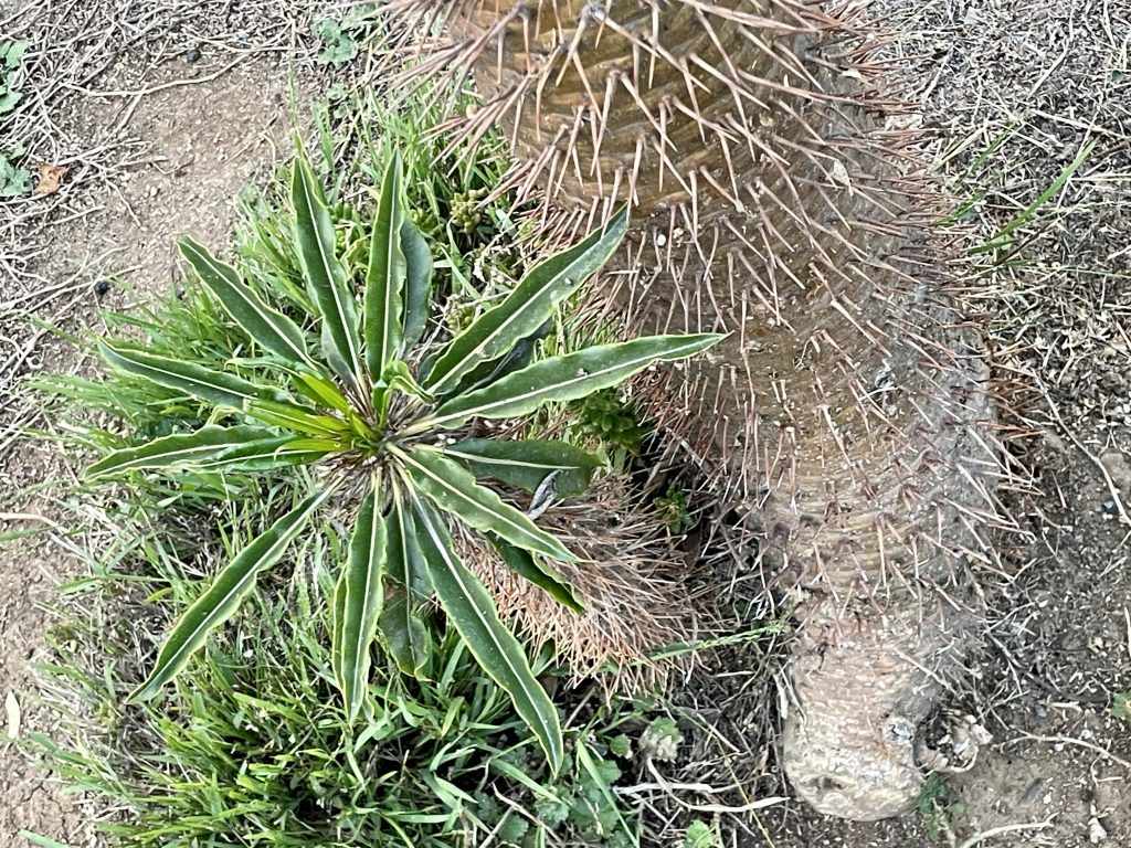Pachypodium-lamerei-6328 | Online Flower Garden Pachypodium lamerei