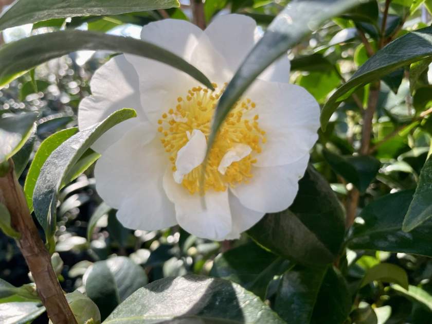 Camellia japonica 'Silver Waves'