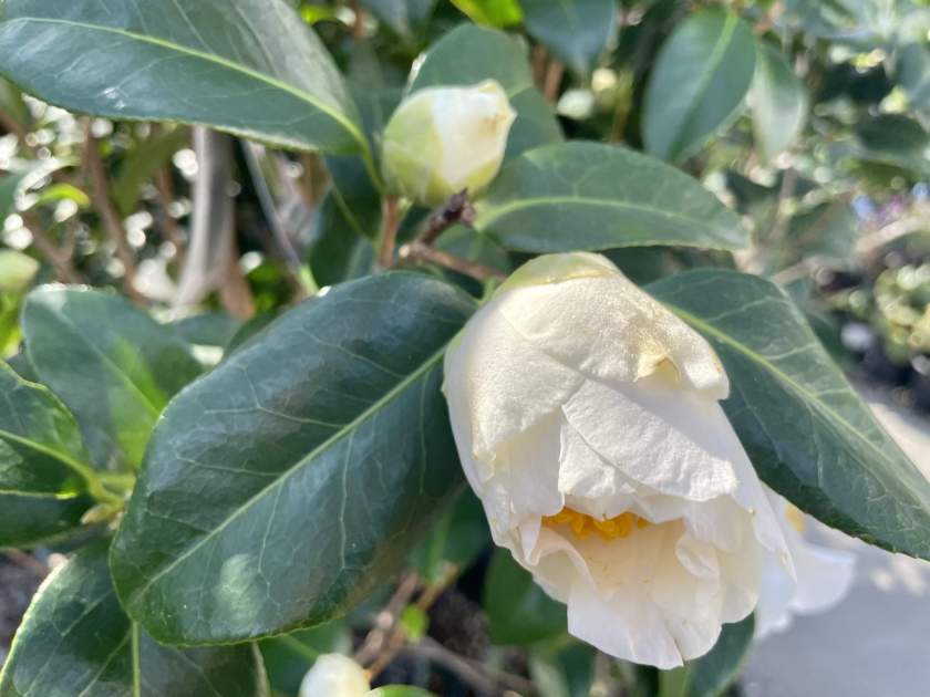 Camellia japonica 'Silver Waves'