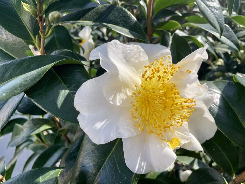 Camellia japonica 'Silver Waves'