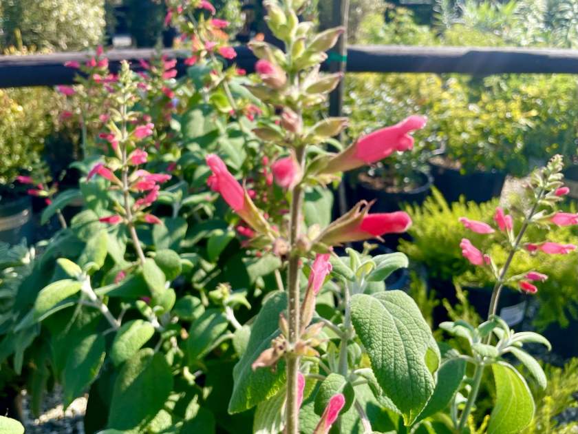 Salvia-karwinskii | Online Flower Garden Salvia karwinskii | Online Flower Garden