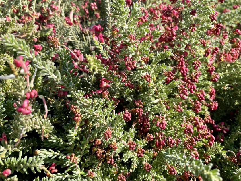 Grevillea-lanigera-Coastal-Gem | Online Flower Garden Grevillea lanigera 'Coastal Gem'
