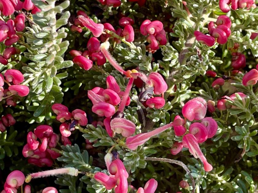 Grevillea-lanigera-Coastal-Gem | Online Flower Garden Grevillea lanigera 'Coastal Gem'