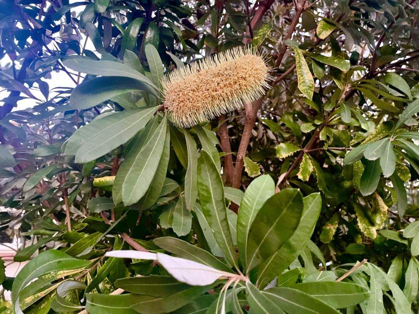 Banksia integrifolia