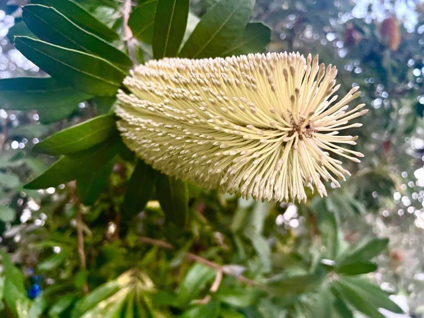 Banksia integrifolia