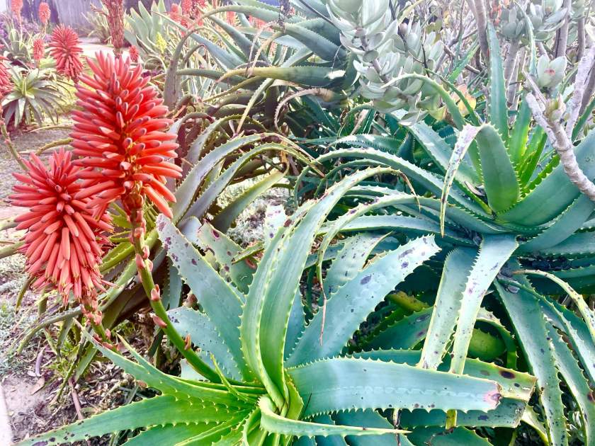 Aloe-arborescens | Online Flower Garden Aloe arborescens