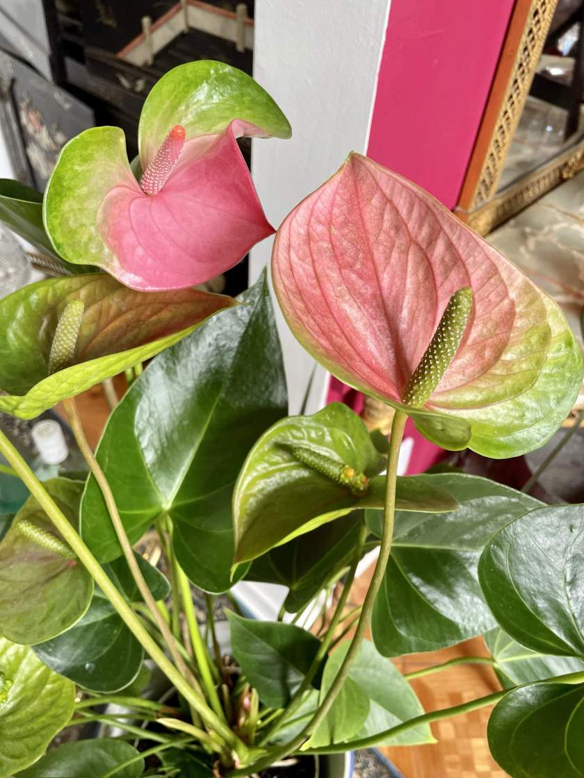 Anthurium-andraeanum | Online Flower Garden Anthurium andraeanum