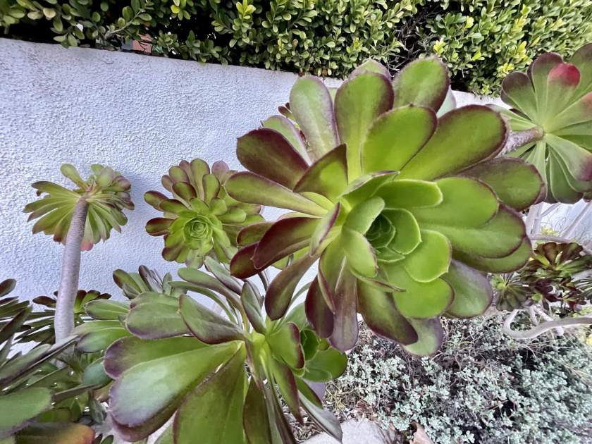 Aeonium arboreum