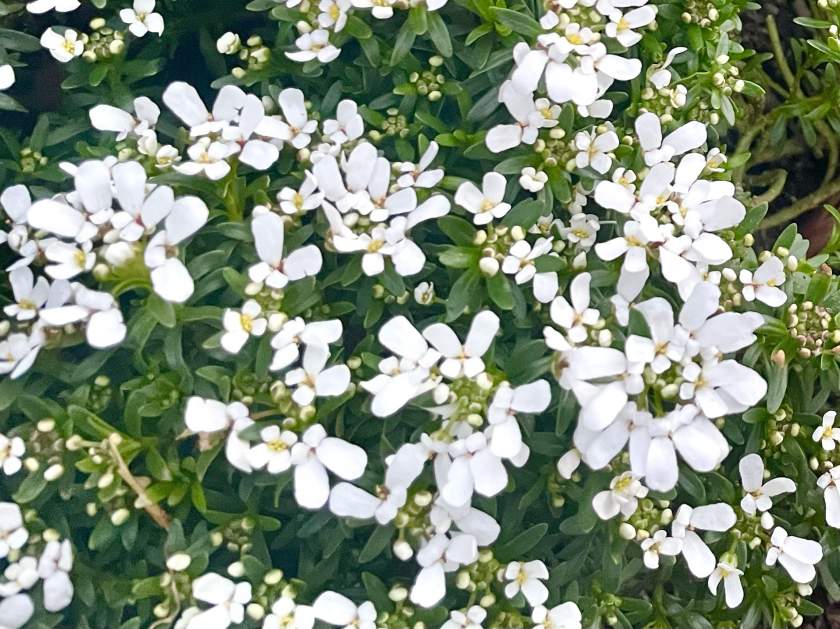 Iberis-sempervirens | Online Flower Garden Iberis sempervirens