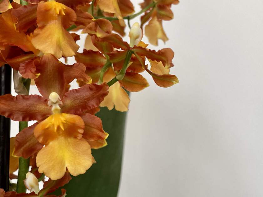 Oncidium-catatante | Online Flower Garden Oncidium catatante
