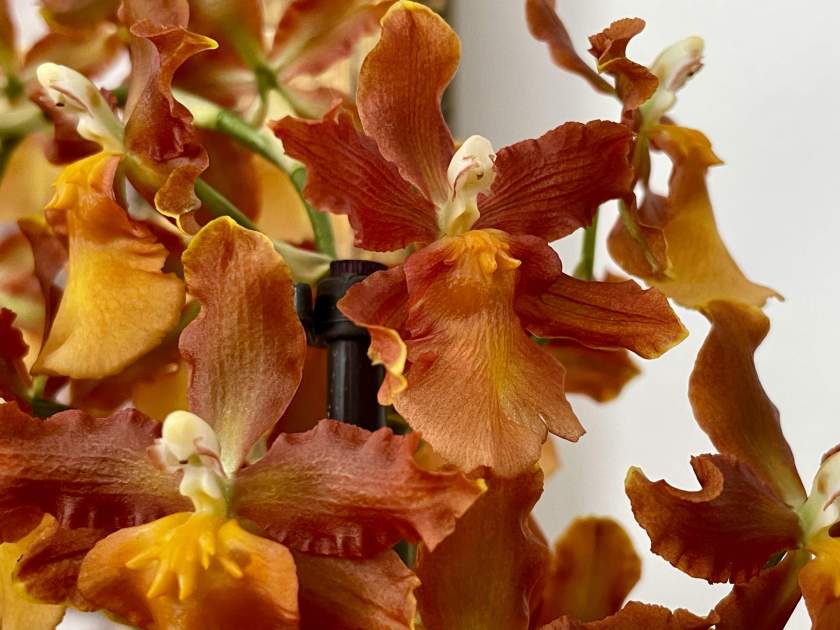 Oncidium-catatante | Online Flower Garden Oncidium catatante