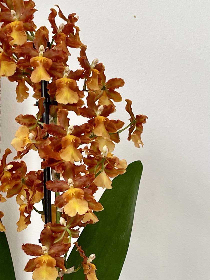 Oncidium-catatante | Online Flower Garden Oncidium catatante
