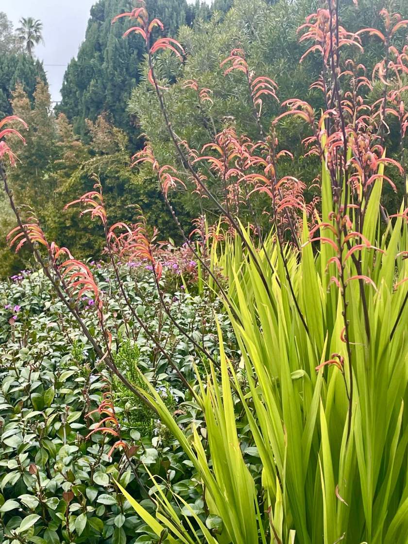 Chasmanthe floribunda