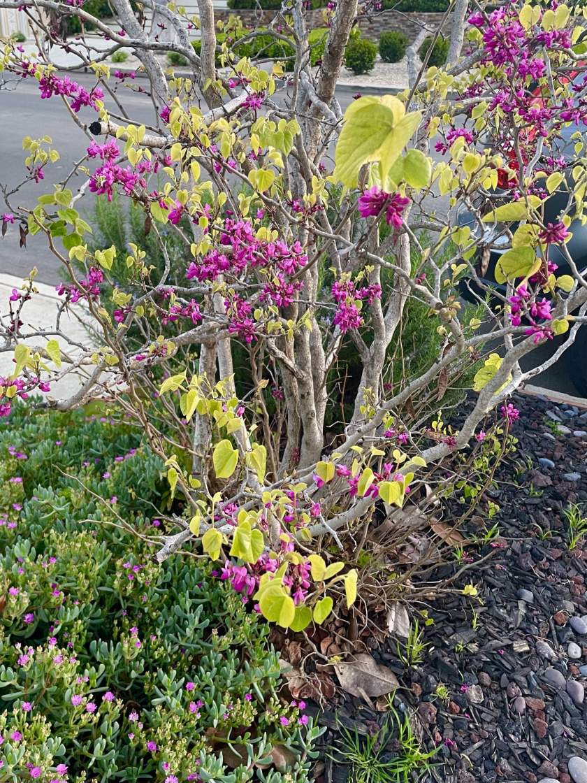Cercis-canadensis | Online Flower Garden Cercis canadensis