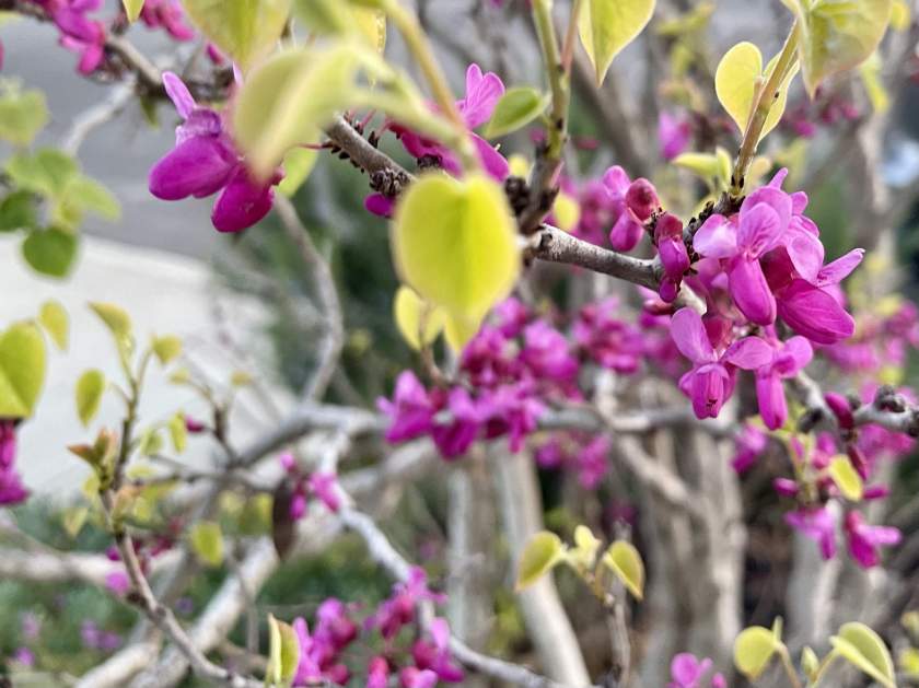 Cercis-canadensis | Online Flower Garden Cercis canadensis