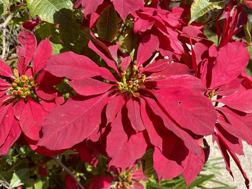 Euphorbia-pulcherrima | Online Flower Garden The Poinsettia or Euphorbia pulcherrima | Online Flower Garden