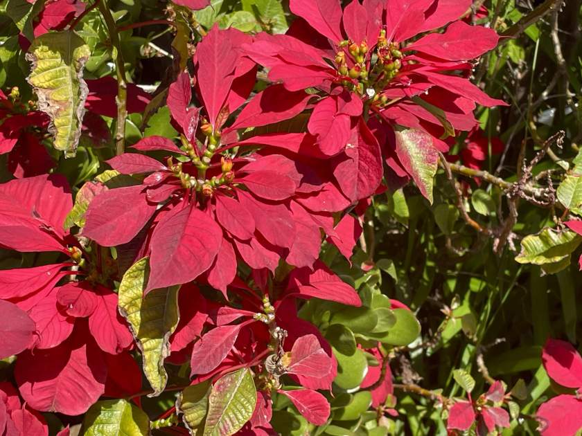 Euphorbia-pulcherrima | Online Flower Garden The Poinsettia or Euphorbia pulcherrima | Online Flower Garden