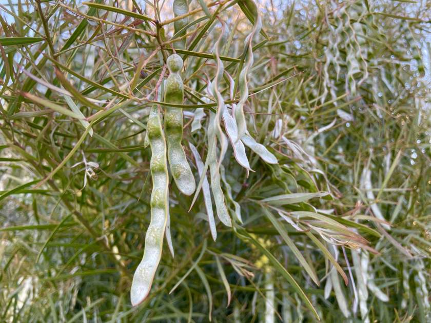 Acacia retinodes