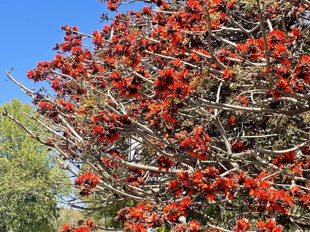 Erythrina caffra, Coral Tree
